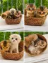 🐾 Чистокръвни котенца Scottish Fold / Scottish Straight – Golden & Silver 🐾, снимка 1