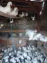 Продавам дракони,мардини и фенерлии., снимка 4