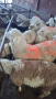 Продавам агнета, снимка 3