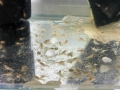 Бебета рачета Procambarus Alleni, снимка 7