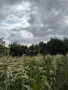 🌽Сладка Царевица OVERLAND 🌽, снимка 6