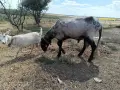 Черноглав Плевенски коч, снимка 1