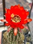 Кактуси Lobivia Grandiflora червен цвят, снимка 1