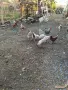 продавам кокошки , снимка 3