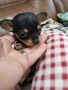 Пинчер мини, снимка 5