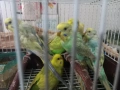 Продавам вълнисти папагали, снимка 2