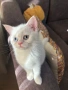 Британски котета | Британки | Късокосмести, снимка 5