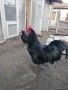 Пилета австралорп, снимка 2