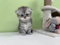 🐾 Шотландски клепоухи (Scottish Fold) и британски (British Shorthair) котенца, снимка 7