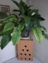 Спатифилум, снимка 1