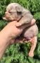 Френски булдог/French Bulldog , снимка 10