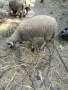 Продавам шиле.., снимка 4