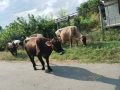 Продавам 7 бр крави за мляко , снимка 6