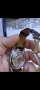 
L2.666.4
Longines Master Collection, снимка 3