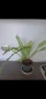 Папрат, Nephrolepis, снимка 2