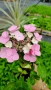 Хортензия Месалина, Hydrangea Messаlina  за сянка !, снимка 7