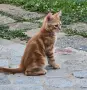 Супер котета британчета!!!, снимка 4