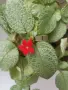 Еписция episcia cupreata , снимка 3