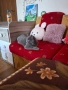 Синя британска късокосместа котка , снимка 6