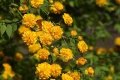 🌿🌼🍀 Kerria japonica ‘Pleniflora’ (Керия, Японска керия), снимка 1
