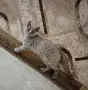 Британски котенца, снимка 8