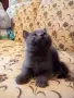 Малки британчета британска късокосместа котка, снимка 1
