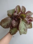 Еписция, episcia Jim's rose garden, снимка 3