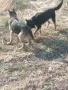  Малки немски овчарки , снимка 6