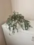 Коледарчета розово и червено , снимка 1