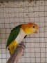 Папагал Кайка-ръжевотеменна, снимка 2