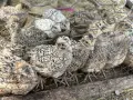 пъдпъдъци на 30 дни, снимка 4