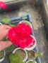 Мушкато и сакъзче , снимка 4