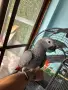 Бебе кралско жако, снимка 2