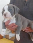 PITBULL XL, снимка 4