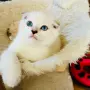 🐾 Продавам чистокръвни британски шиншила котенца 🐾  , снимка 3