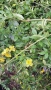 Продавам растение Зимен Жасмин (Jasminum nudiflorum), снимка 8