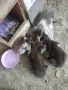 Подарявам малки котета, снимка 6