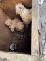 Продавам кученца порода Пудели, снимка 7