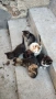 Подарявам малки котенца, снимка 2