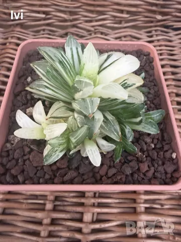 Рядка Вариегатна Хавортия (Haworthia retusa f. variegata) – Колекционерска, снимка 3 - Стайни растения - 55539612