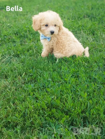 Малтипу -Maltipoo, снимка 3 - Пудели - 55479985