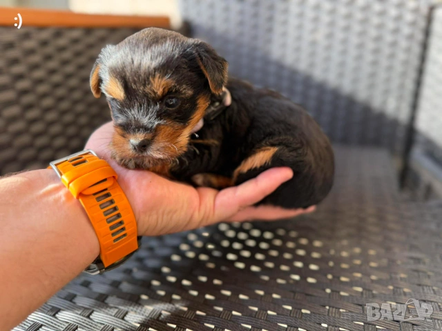 Йоркширски териер Актуално от 29.04.2026, снимка 3 - Йоркширски териер - 54353101