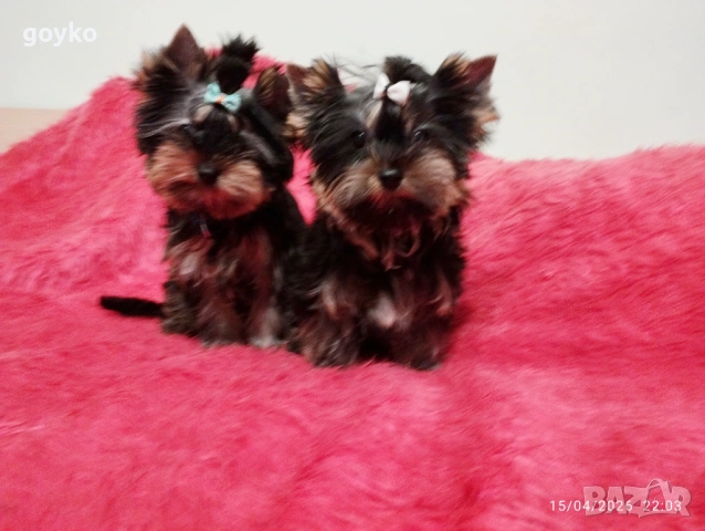 йоркширски териер, снимка 6 - Йоркширски териер - 54209188