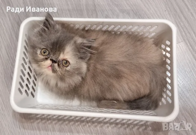 Персийски котета, сестрички родени на 23.05.26г., снимка 2 - Персийска - 55676959