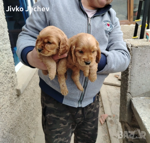 Кокер Шпаньол , снимка 7 - Кокер шпаньол - 54265817