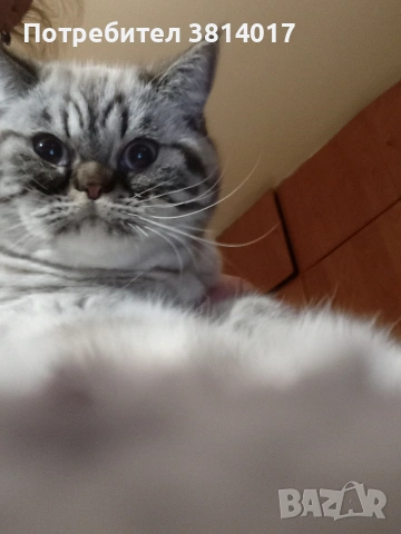 табй котета , снимка 4 - Други - 54424069
