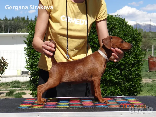 Миниатюрен Пинчер / zwergpinscher, снимка 3 - Пинчер - 54688021