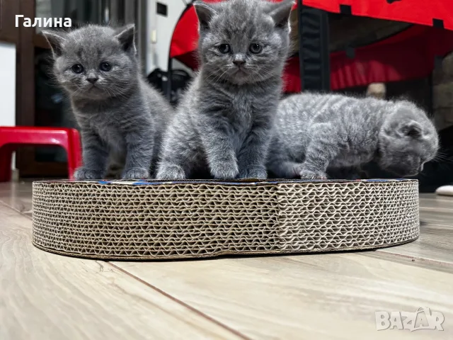 британски чистокръвни,късокосмеати котета , снимка 5 - Британска късокосместа - 55568106