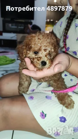 Той пудел Toy poodle, снимка 9 - Пудели - 55419874