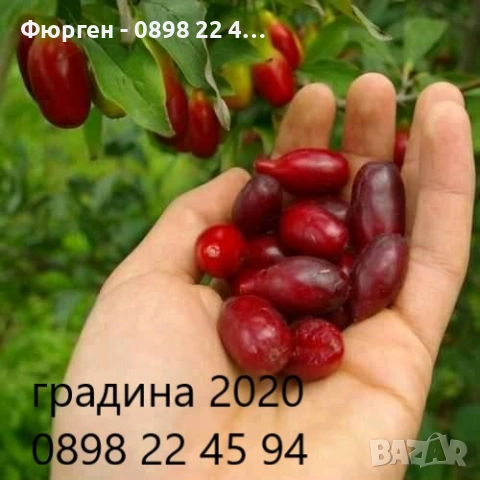 Дрян – Фиданки | Сорт Джолико